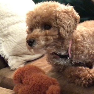 Meet your Posher, Jess